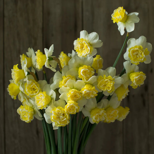 Narcissus Wave