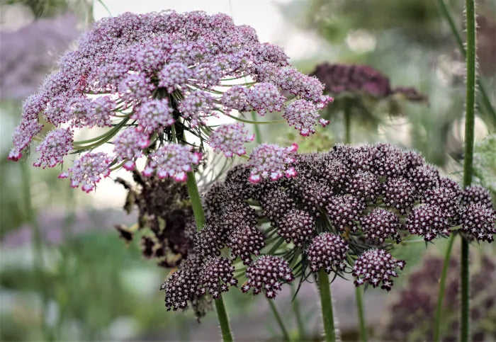 Daucus carota Purple Kisses