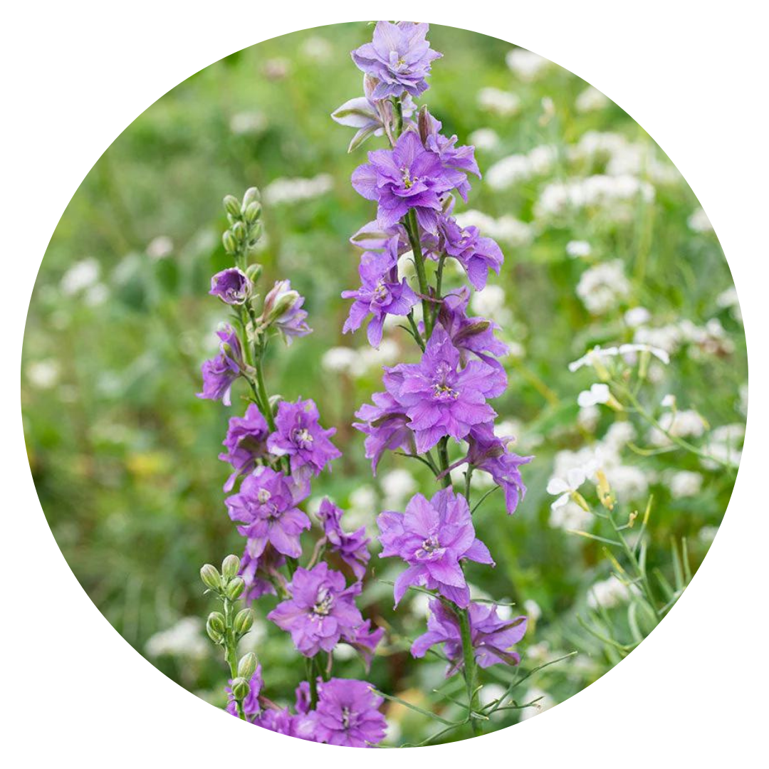 Delphinium consolida QIS® Lilac