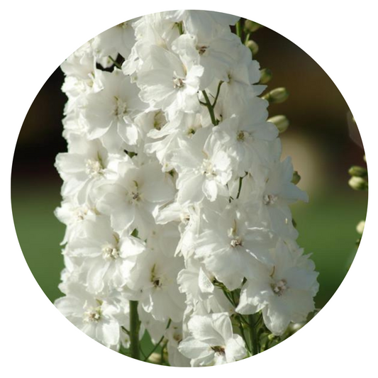 Delphinium elatum Guardian White