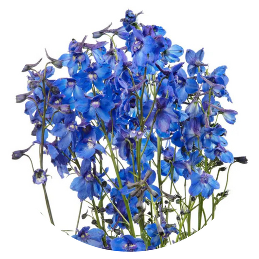 Delphinium x belladonna Blue Shadow® | Candle larkspur