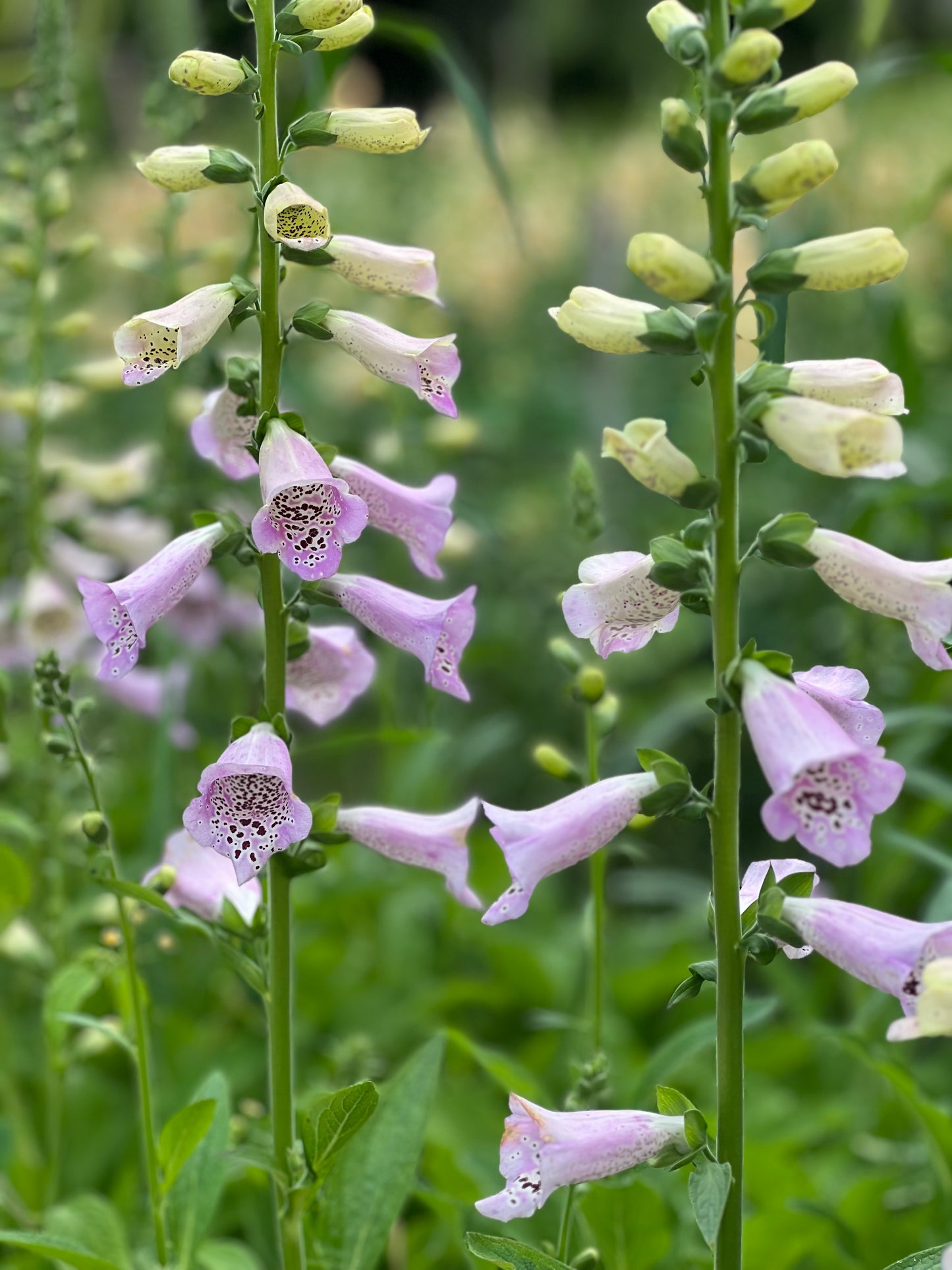 Purpursarkanā uzpirkstīte Camelot Lavender F1