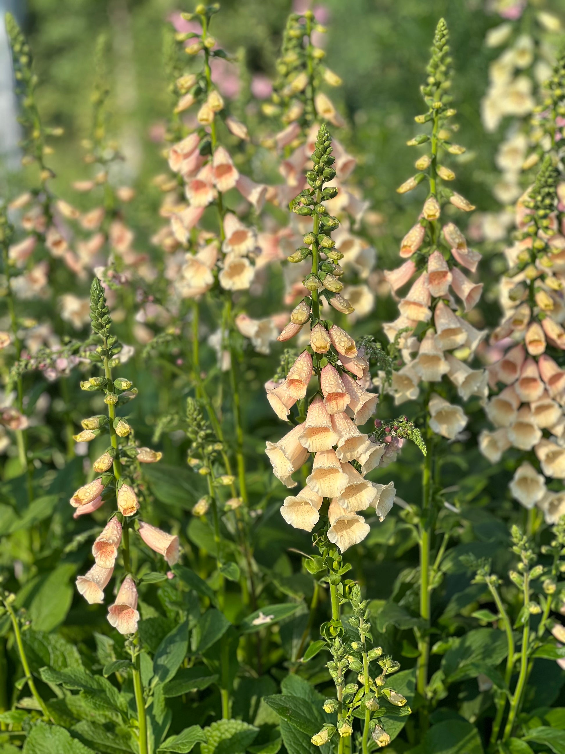 Digitalis purpurea Dalmatian Peach.