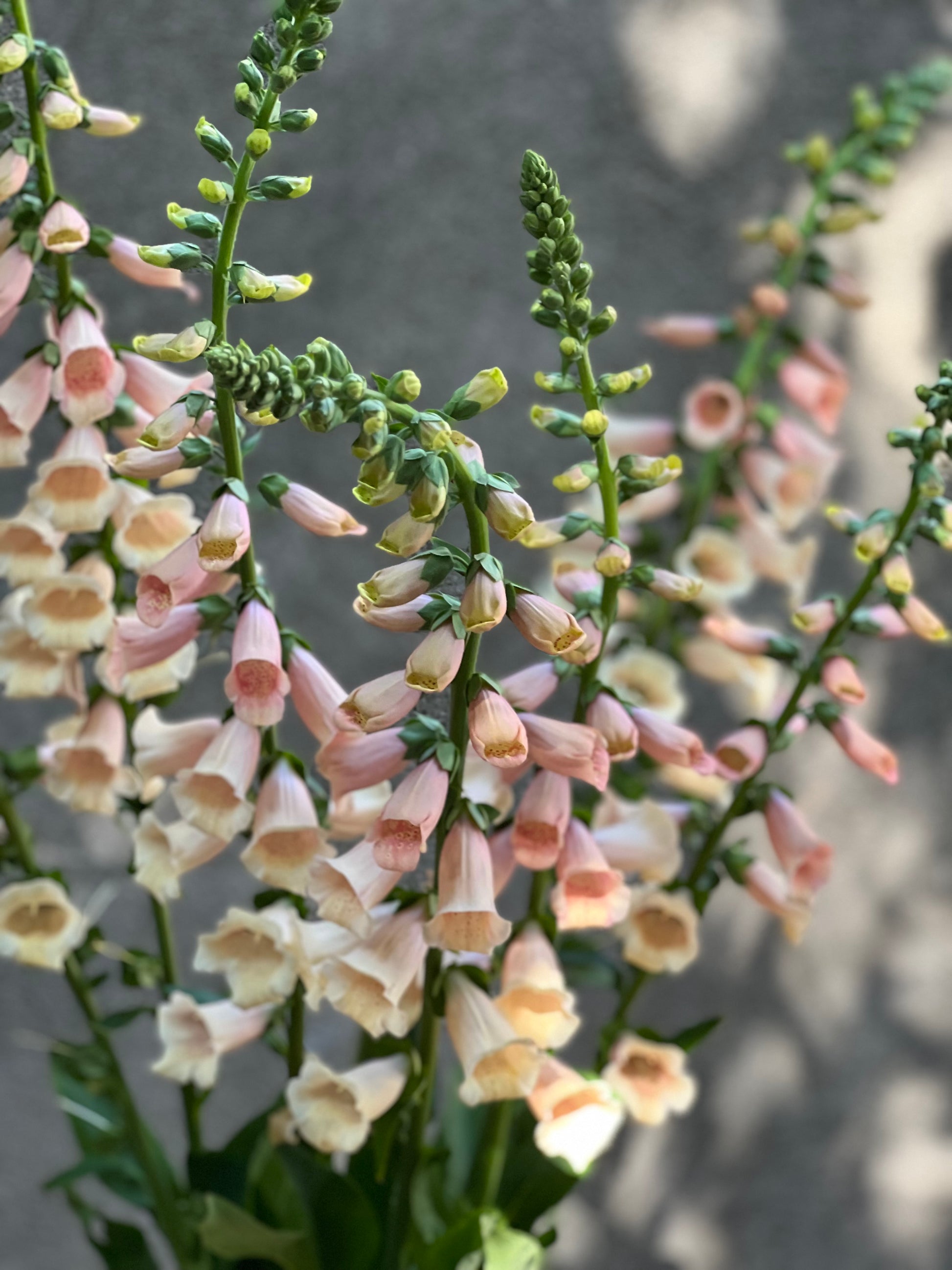 Digitalis purpurea Dalmatian Peach.