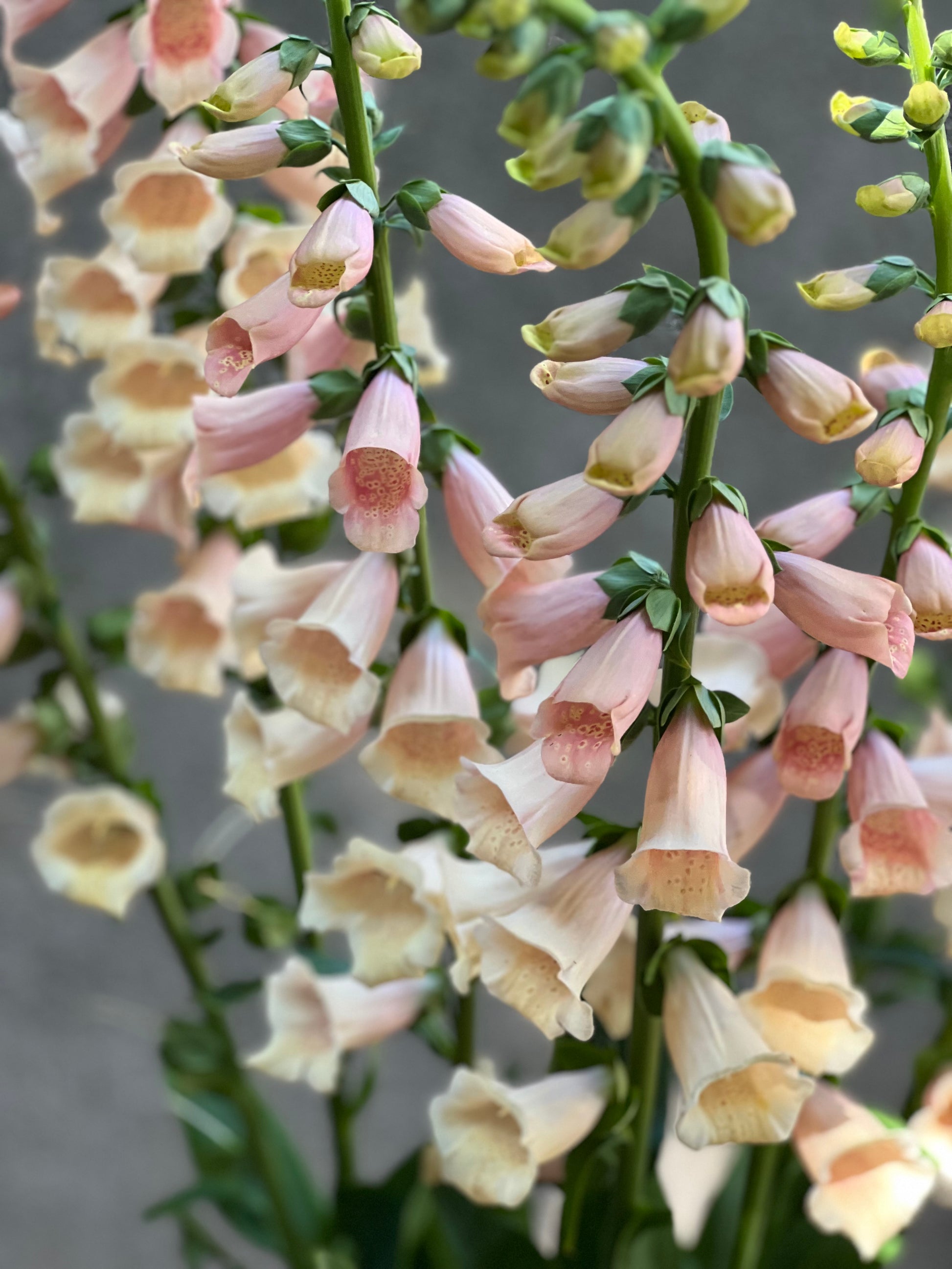 Digitalis purpurea Dalmatian Peach F1