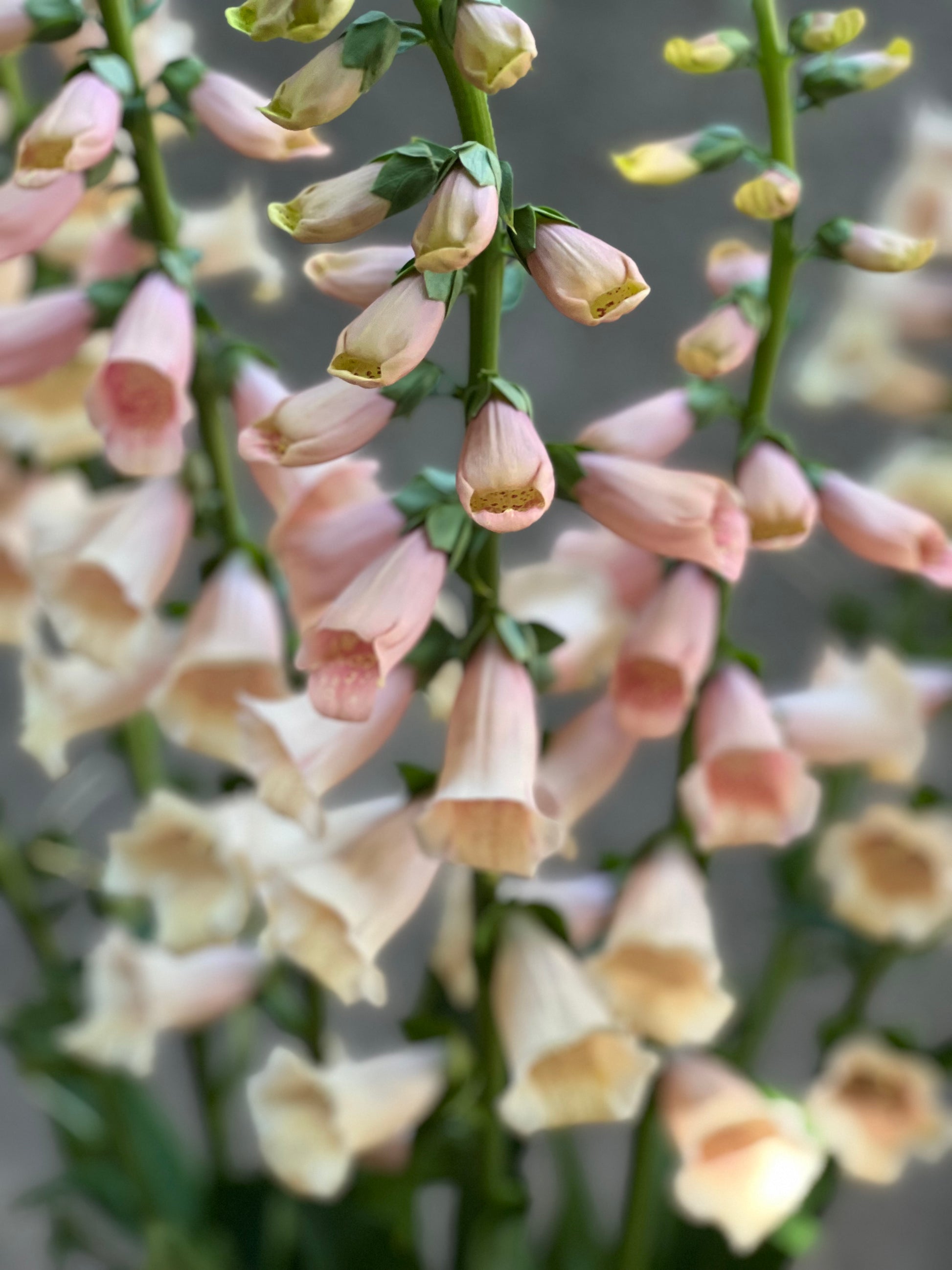 Digitalis purpurea Dalmatian Peach. F1 TOF