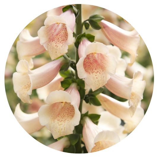 Digitalis purpurea Dottie Peach F1