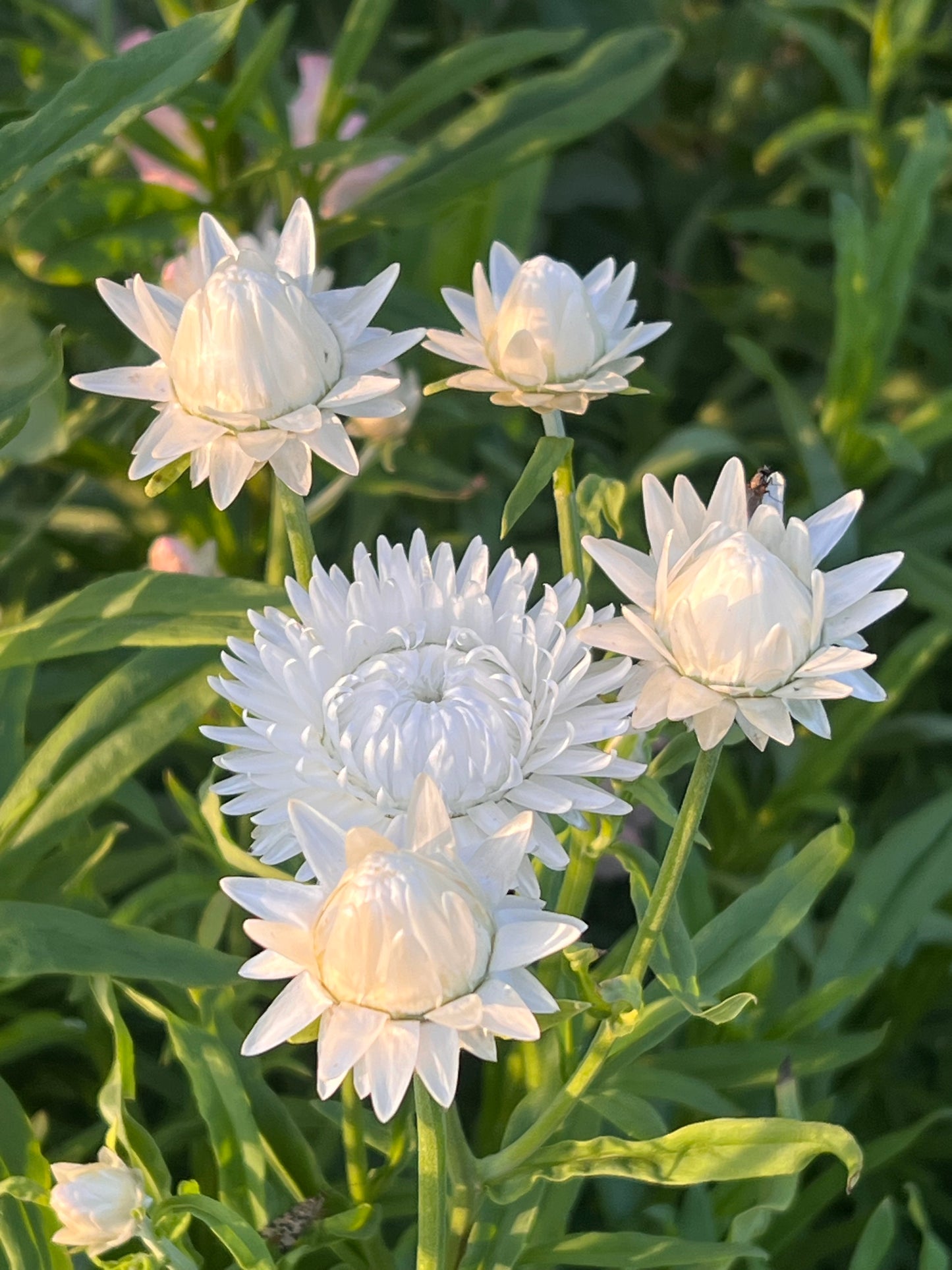 Helichrysum bracteatum |Strawflower White