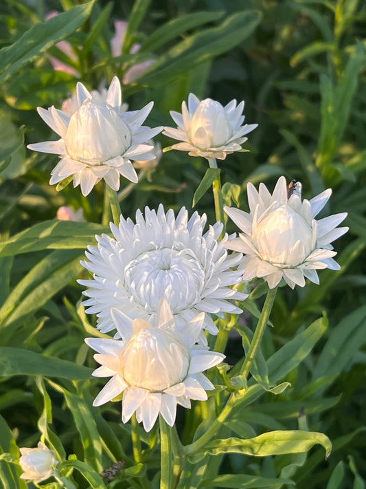 Helichrysum bracteatum |Strawflower White