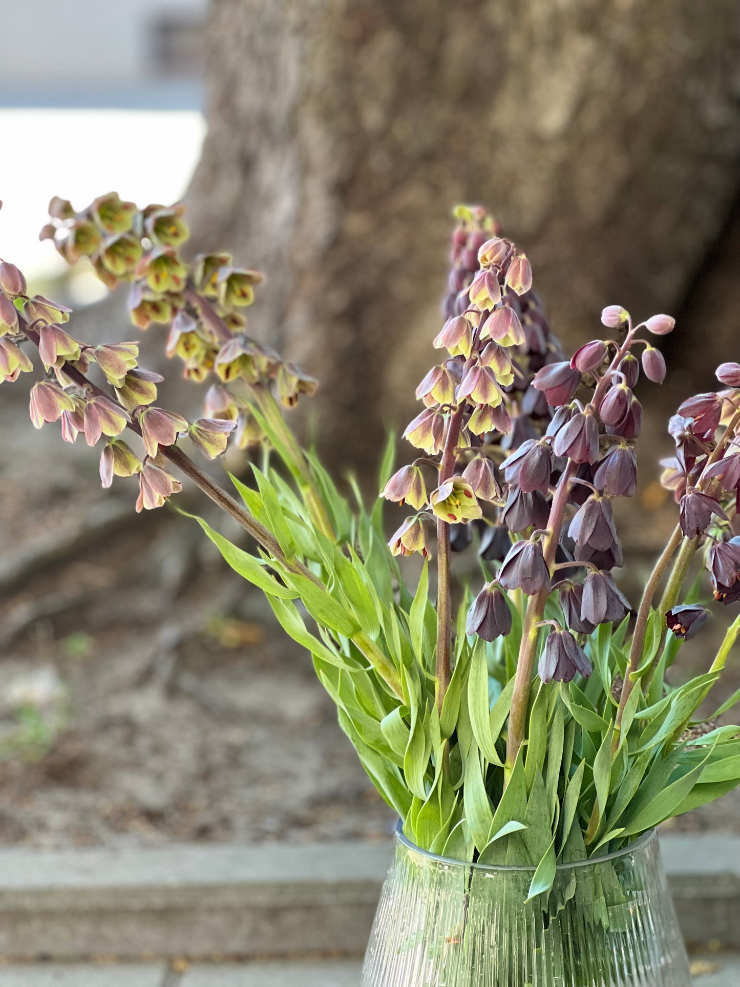 Fritillaria persica Magic Bells