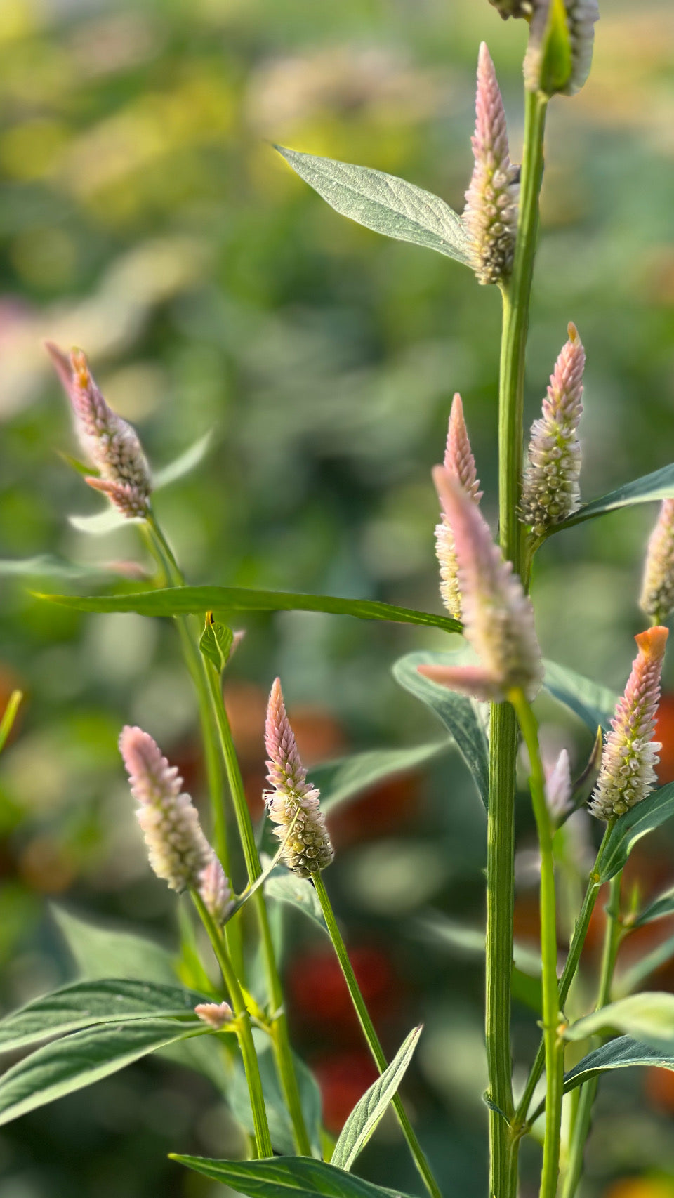 Celosia argentea cristata Light white, pink