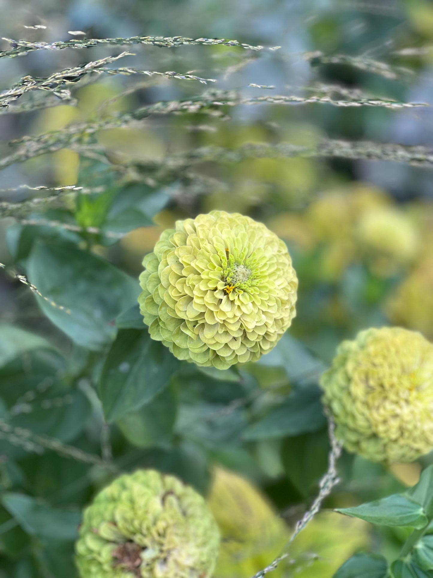 Zinnia elegans Benary's Giant Lime