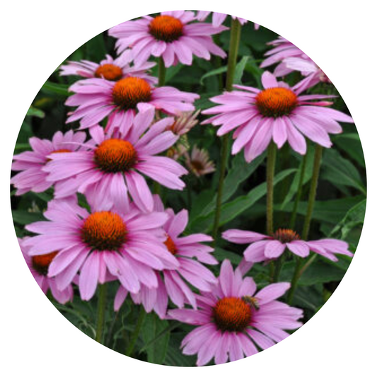 Echinacea purpurea Bravado