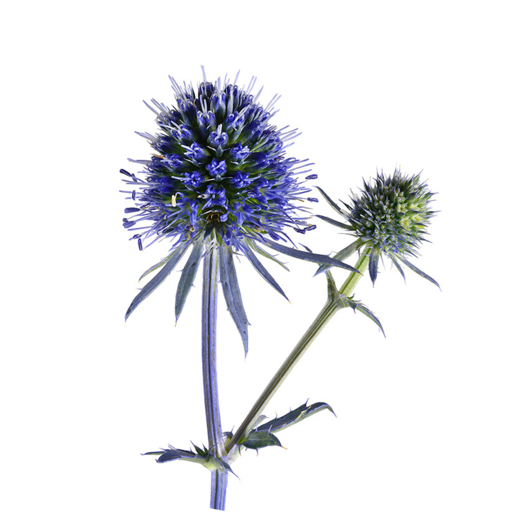 Eryngium planum Blue Glitter