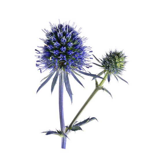 Eryngium planum Blue Glitter