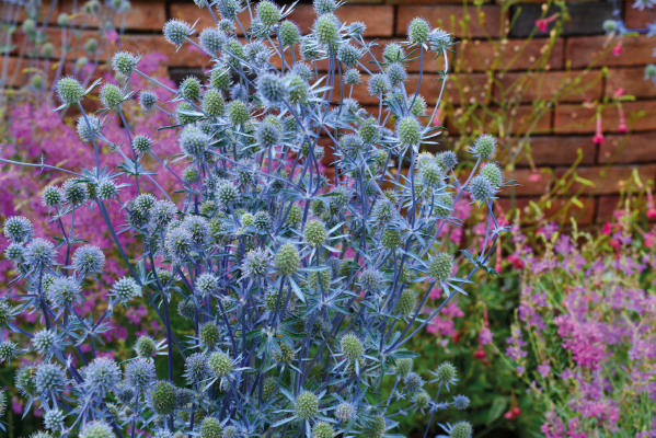 Eryngium planum Blue Glitter