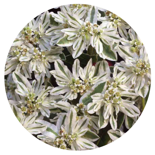 Euphorbia marginata Early Snow | Snow-on-the-Mountains