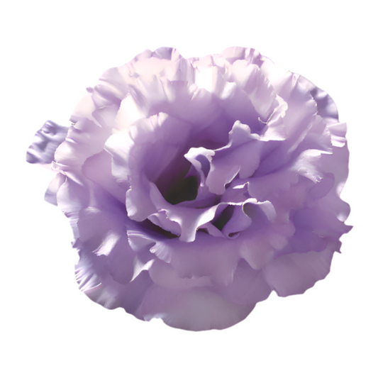 Eustoma grandiflorum Corelli™ II Lavender F1 | Lisianthus