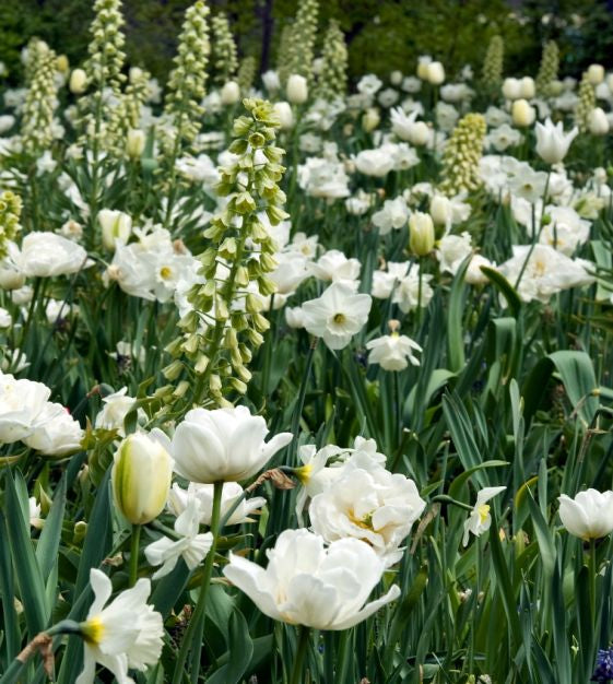 Narcissus Mount Hood