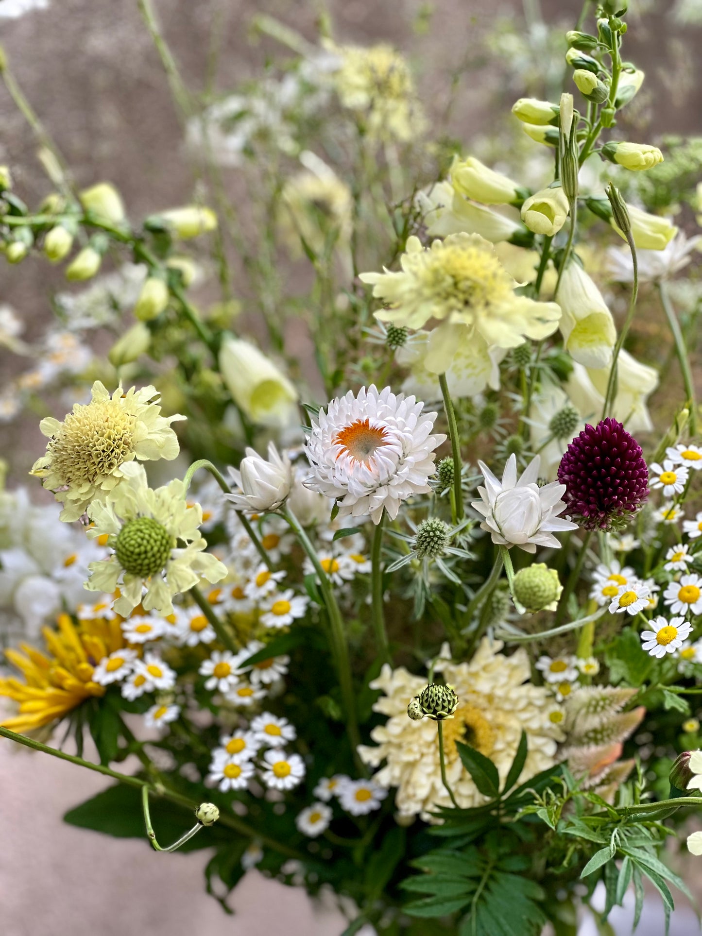 Helichrysum bracteatum |Strawflower White