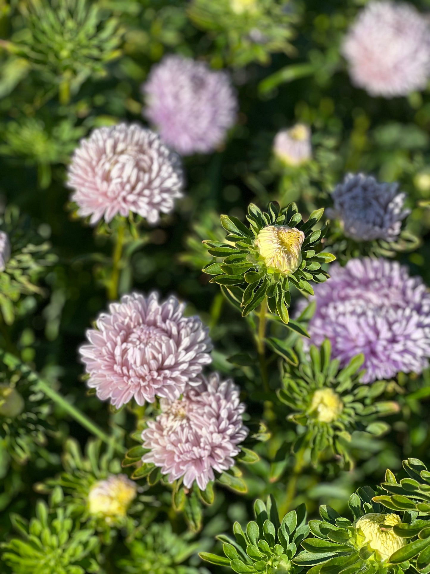 Aster Lady Coral® Lavender.