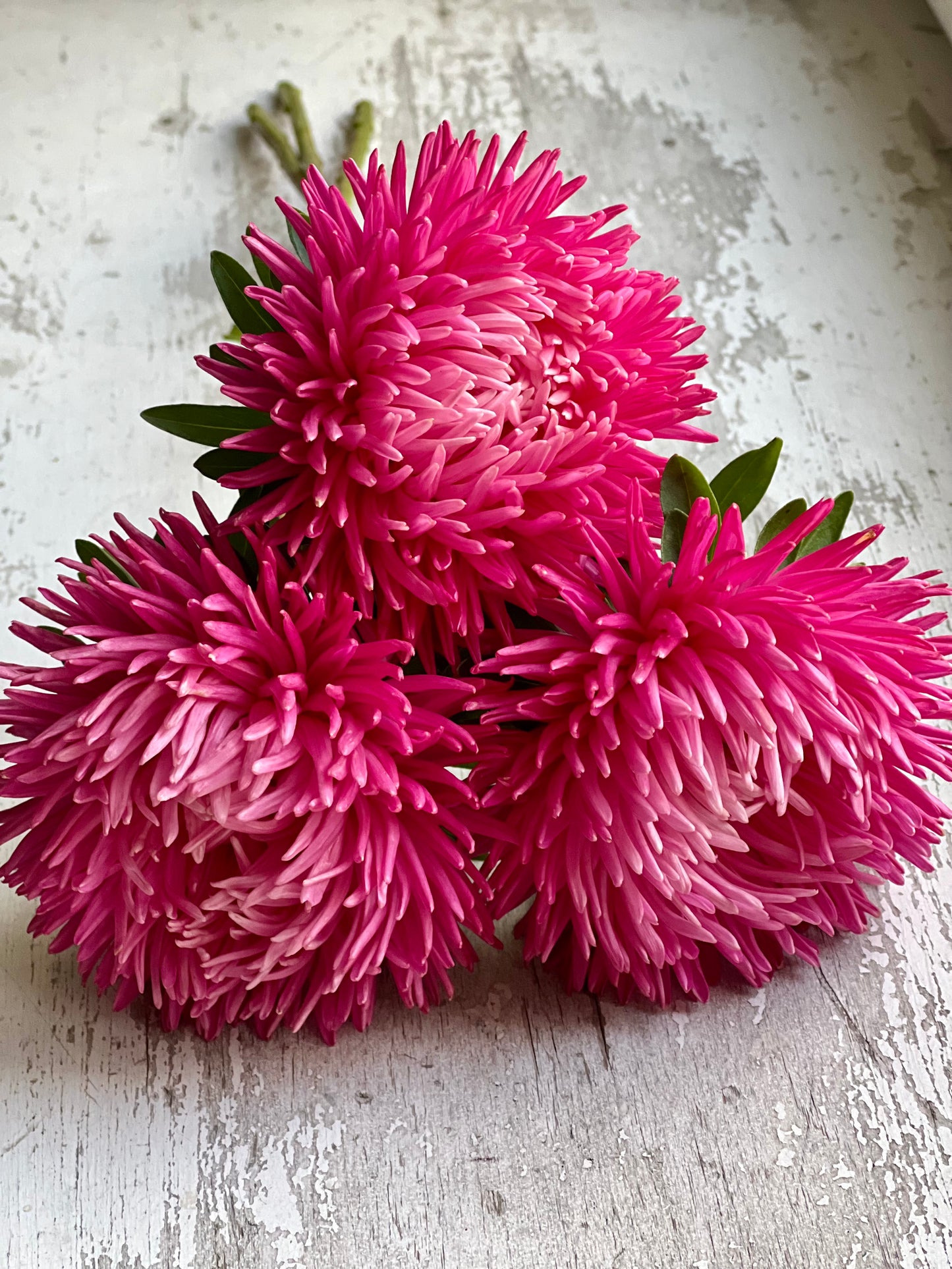 Aster NEW Syringa Terra-cotta.