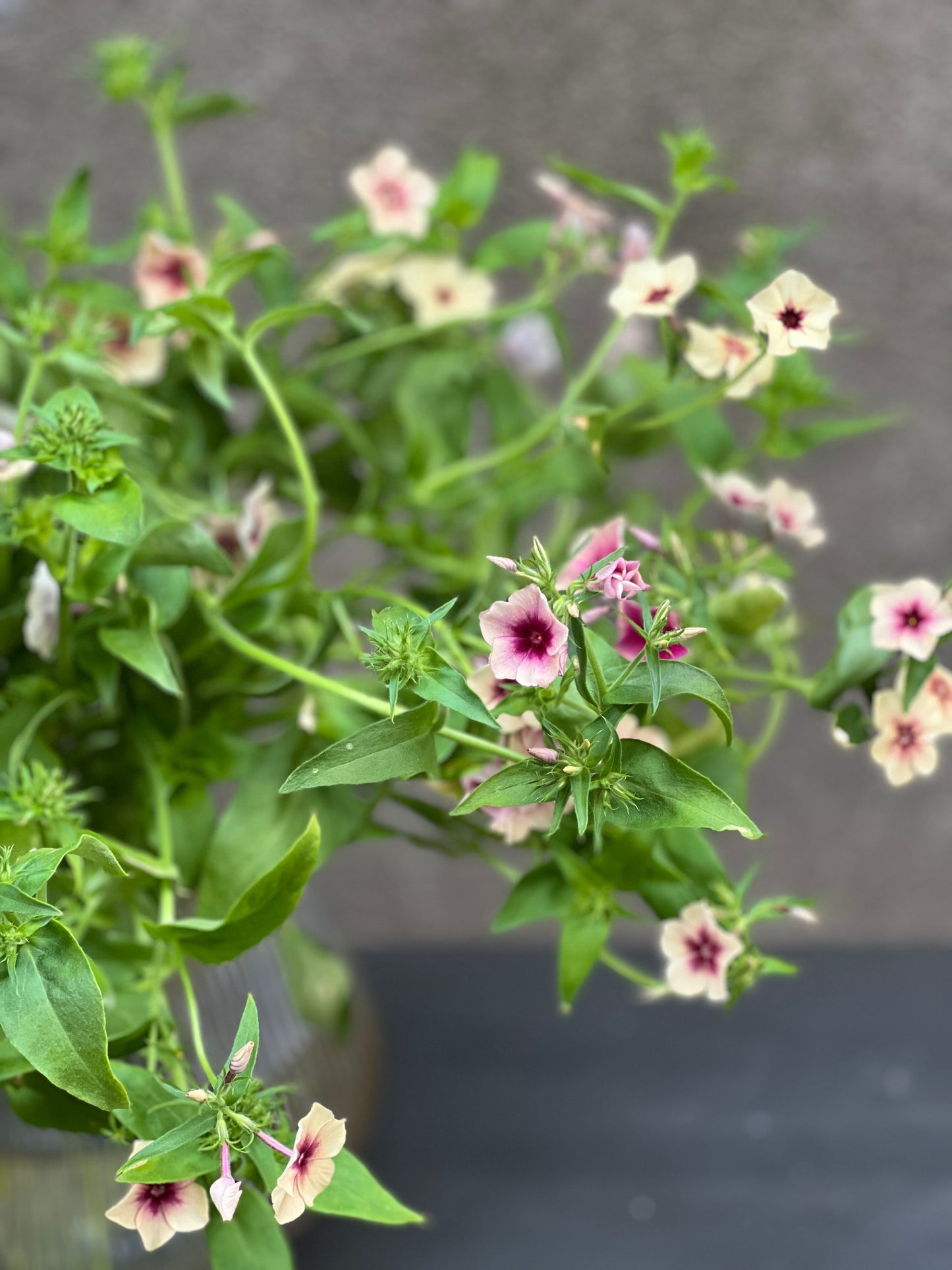 Phlox Drummondii