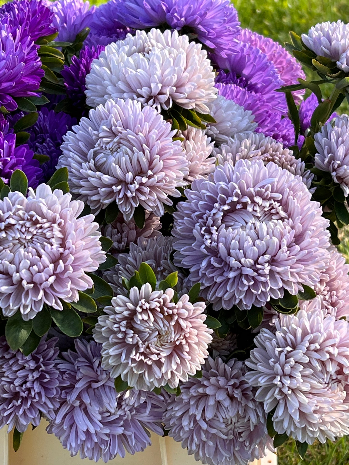 Aster Lady Coral® Lavender.