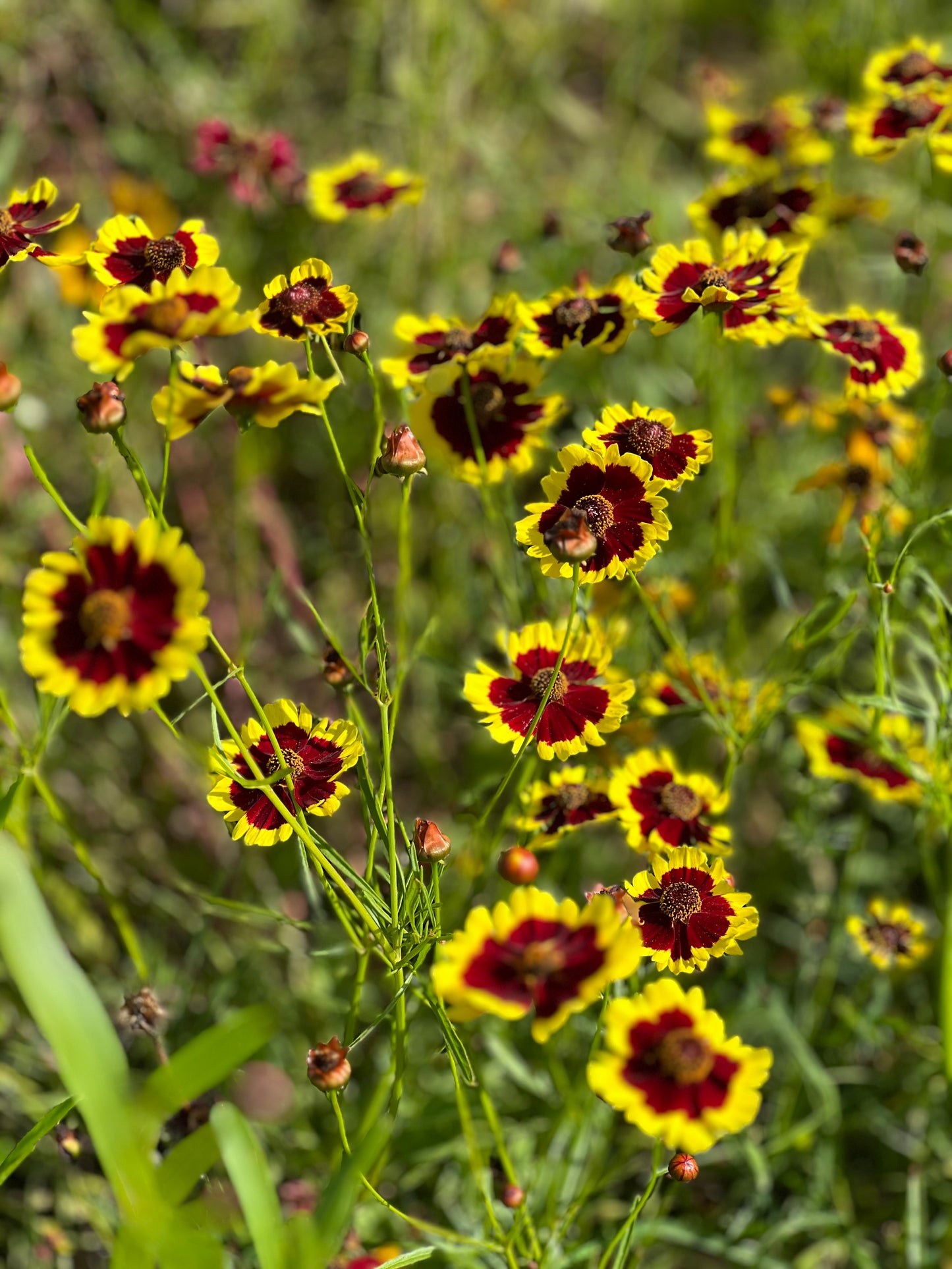 Coreopsis x hybrida Incredible! Tall Mix