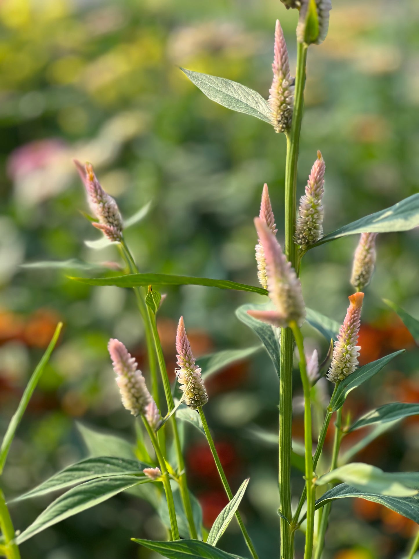 Celosia argentea cristata Light white, pink