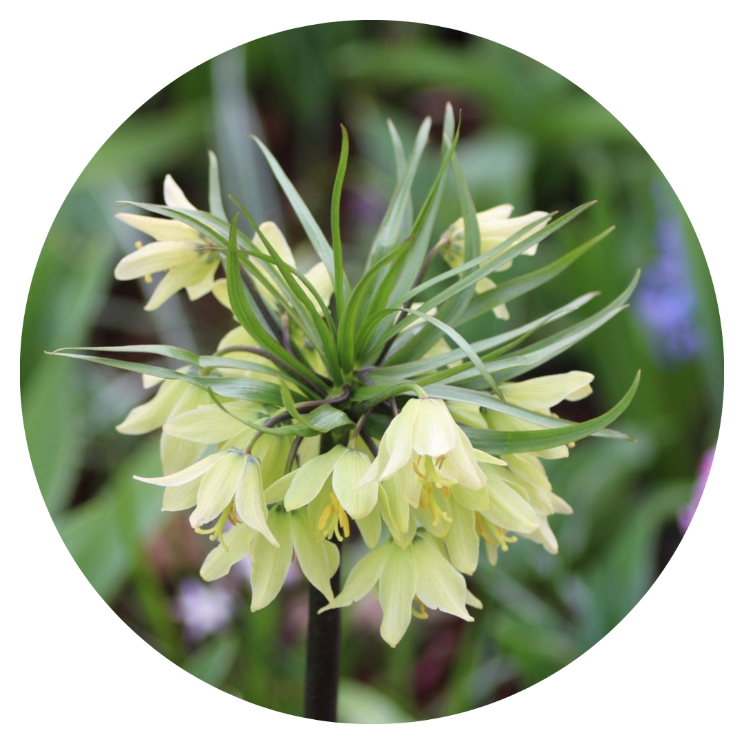 Fritillaria Raddeana