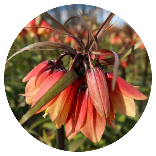 Fritillaria imperialis Early Fantasy