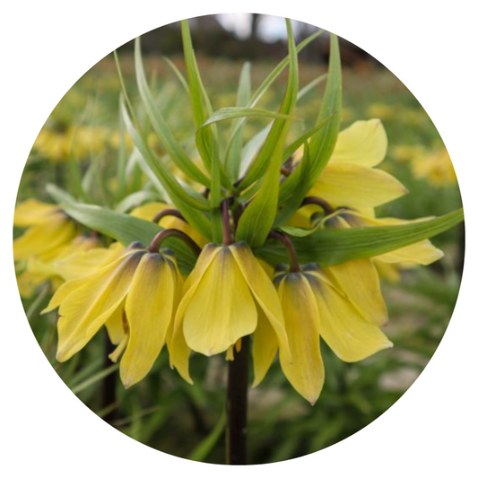 Fritillaria imperialis Early Sensation