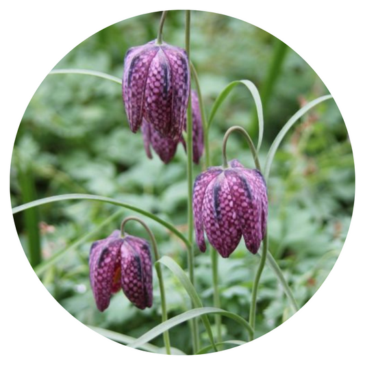 Fritillaria meleagris MIX