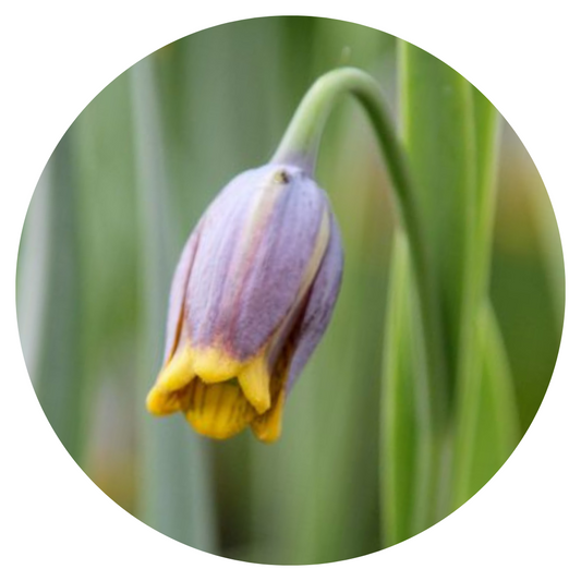 Fritillaria Uva Vulpis