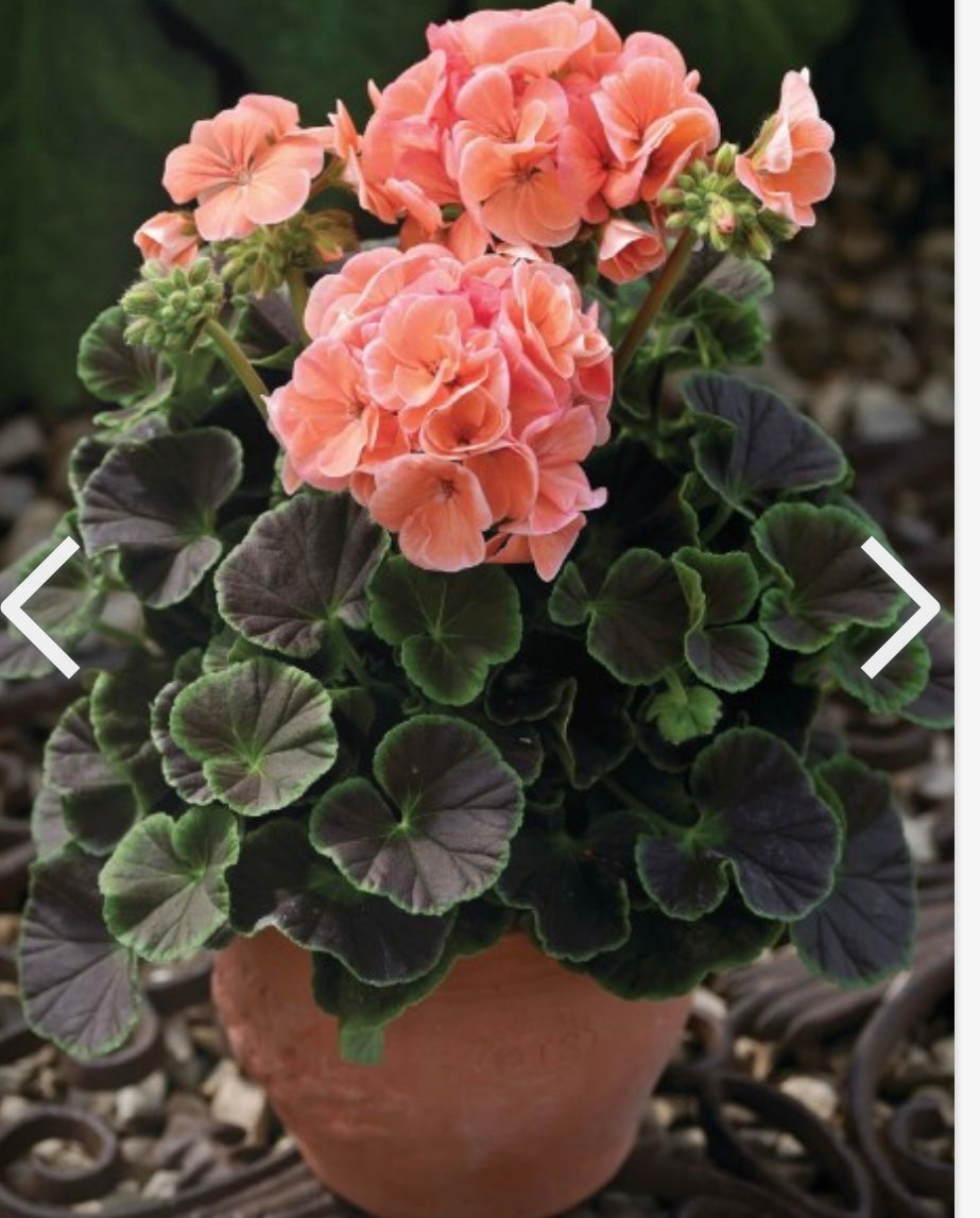 Pelargonium x hortorum BullsEye™ Salmon