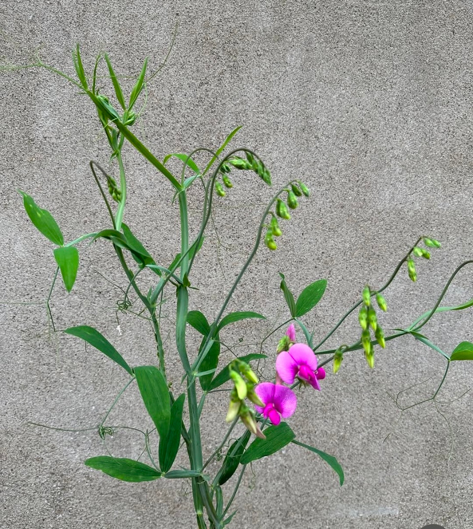 Lathyrus tingitanus Roseus