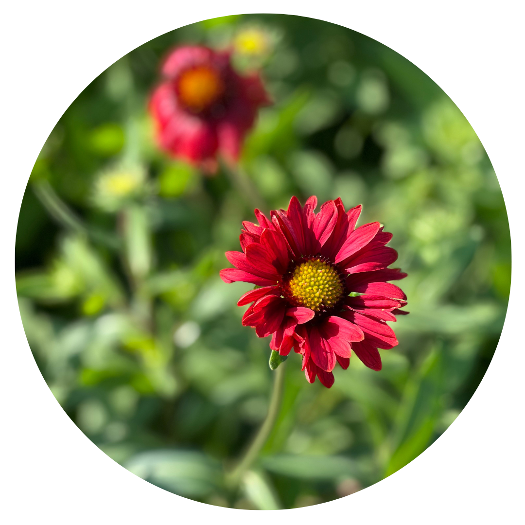 Gaillardia aristata Burgundy