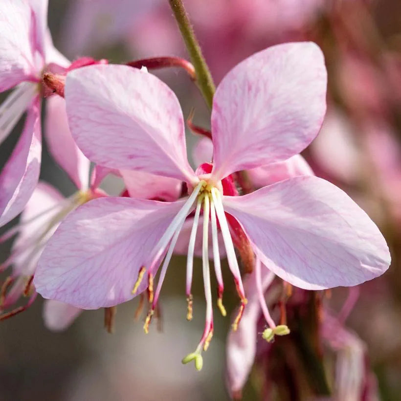 Gaura lindheimeri Emmeline Pink Bouquet | Cut Flower Seeds