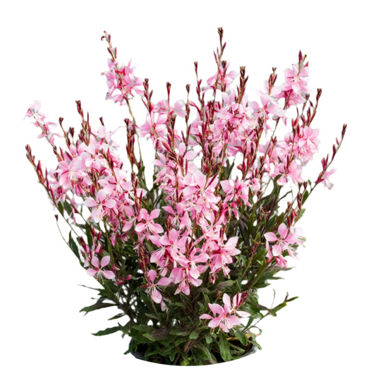 Gaura lindheimeri Emmeline Pink Bouquet | Cut Flower Seeds