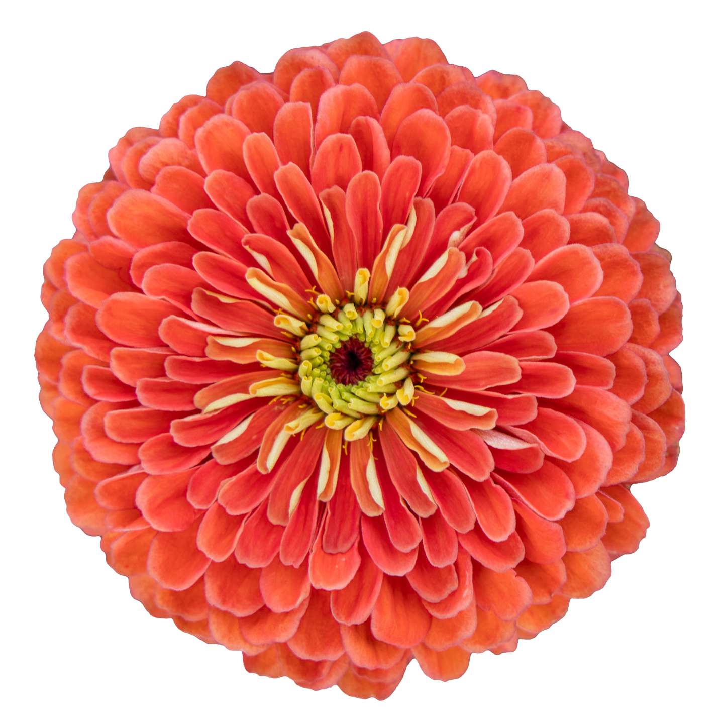 Zinnia elegans Benary's Giant Salmon Rose