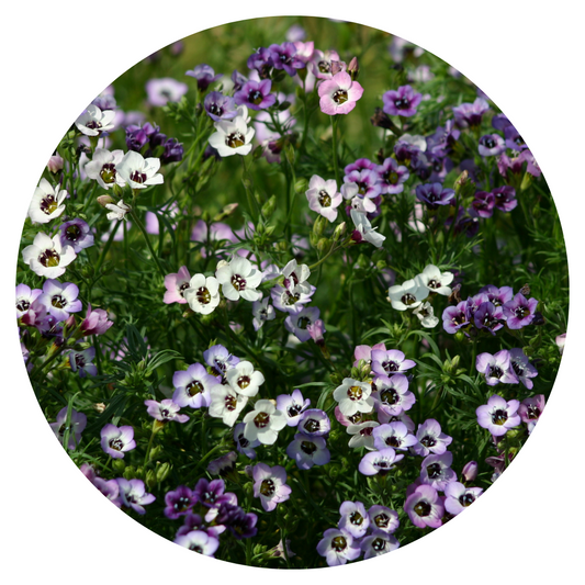 Gilia tricolor Felicitas | Bird's Eyes