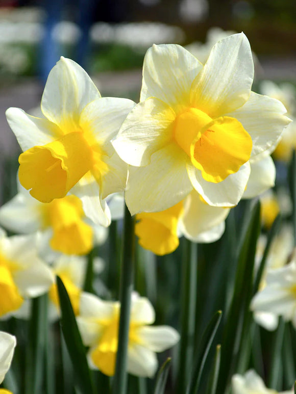 Narcissus Golden Echo