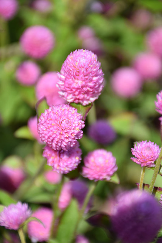 Gomphrena globosa Las Vegas Pink