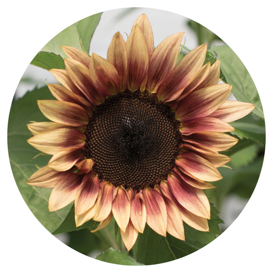 Sunflower ProCut® Plum F1