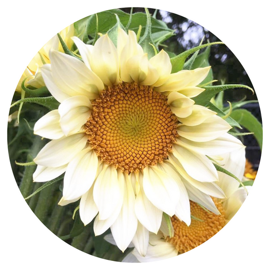 Sunflower ProCut® White Lite F1