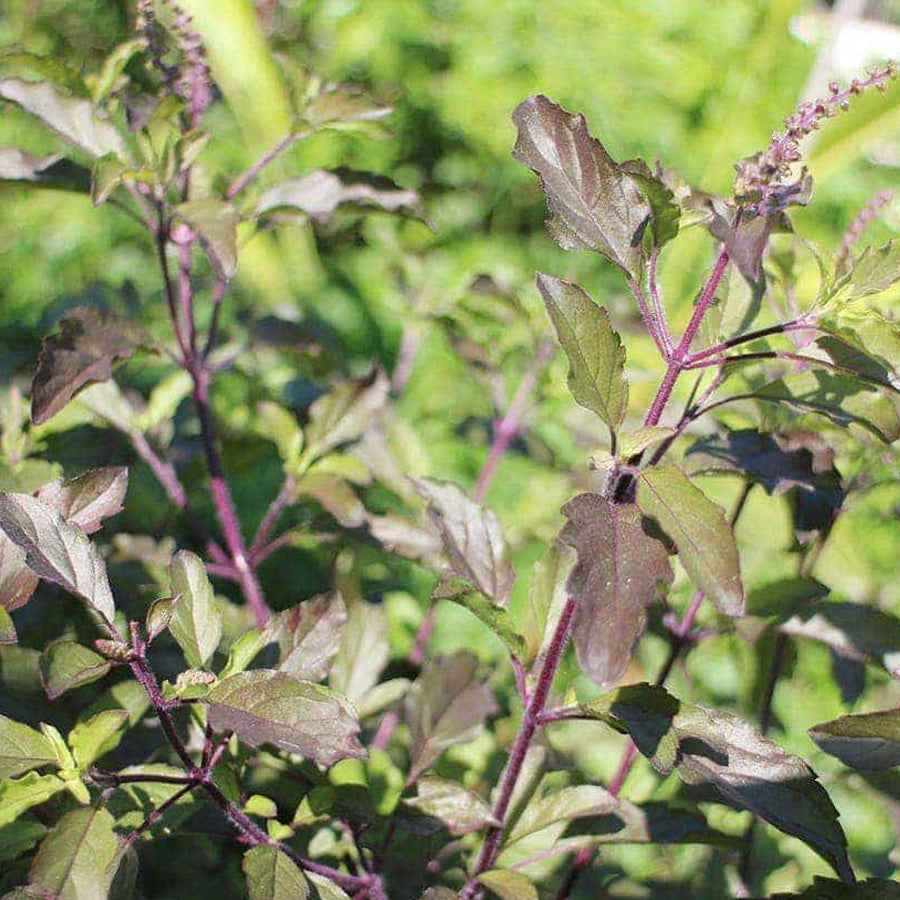 Ocimum tenuiflorum | Basilica Red | Holy Basil