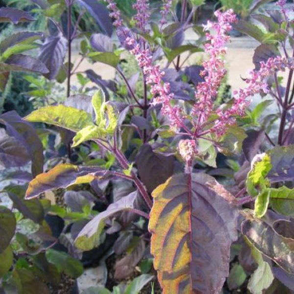 Ocimum tenuiflorum | Basilica Red | Holy Basil