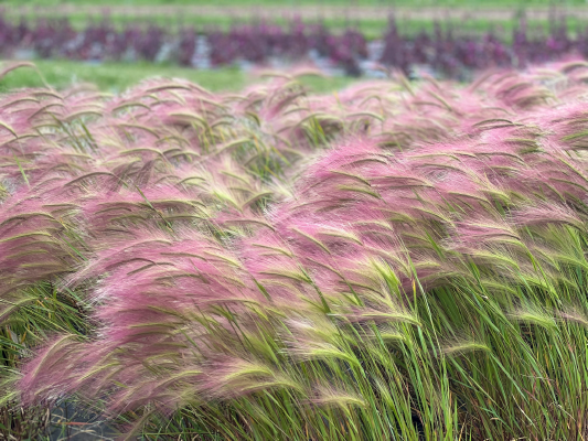 Hordeum jubatum Ricky