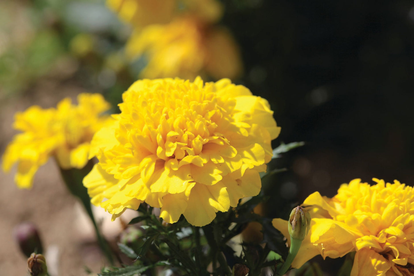 Tagetes patula | French Marigold Hornet Yellow